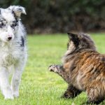 Dog Care and the Happy Healthy Dog