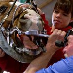 Horse Dentistry – Caring For Your Horse’s Teeth