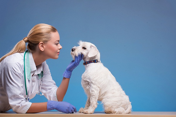 Pet Care Insurance – Tips and Advice