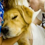 Pet Emergency Care in Veterinary Hospitals
