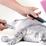Cat grooming tools and tips