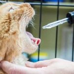 CBD for Cats and Other Pets: Is it Safe?