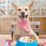 Why Is Good Quality Dog Food A Necessity?