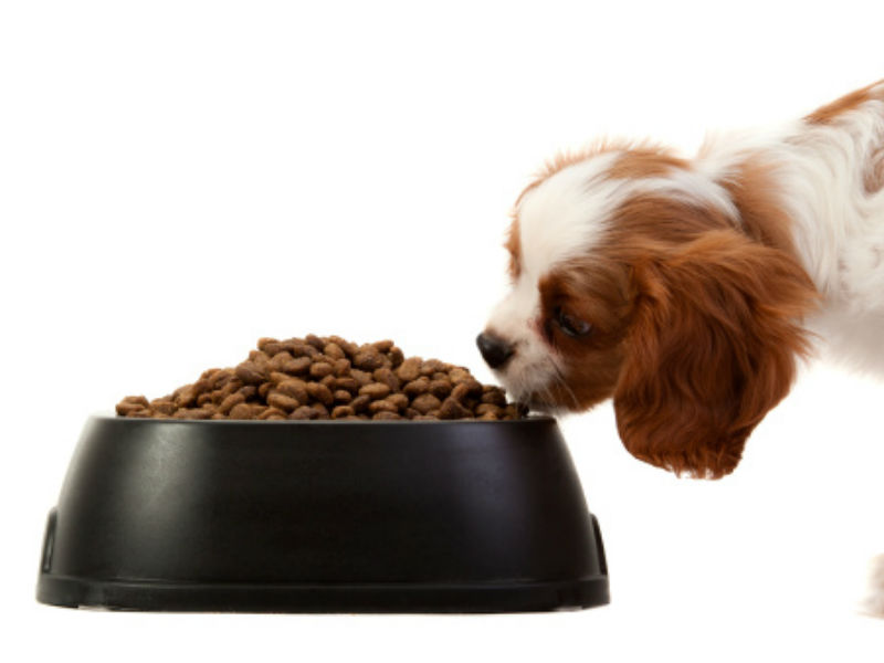 Five Important Tips when Choosing Dog Food