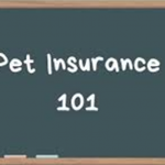 What Is Pet Insurance and How Does It Work?