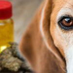 How CBD Oil Affects Dogs