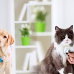 Features of a good veterinarian and how to search about it