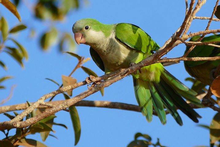 The most interesting things about green parrots