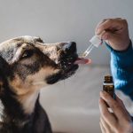CBD For Dogs: A Cure-All For Dogs Out There
