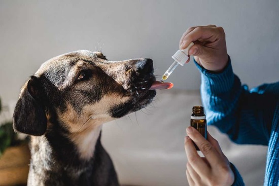 CBD For Dogs: A Cure-All For Dogs Out There