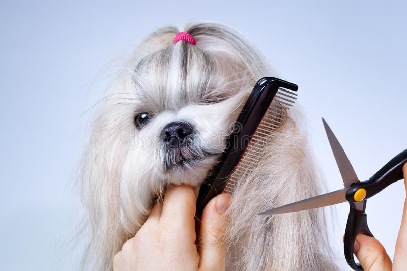 Grooming for Special Breeds: Tips for Dogs and Cats