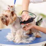 Avail the services of professional pet groomers in your area