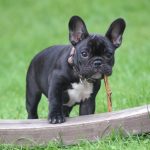 5 Dog Breeds and Their Unique Personalities